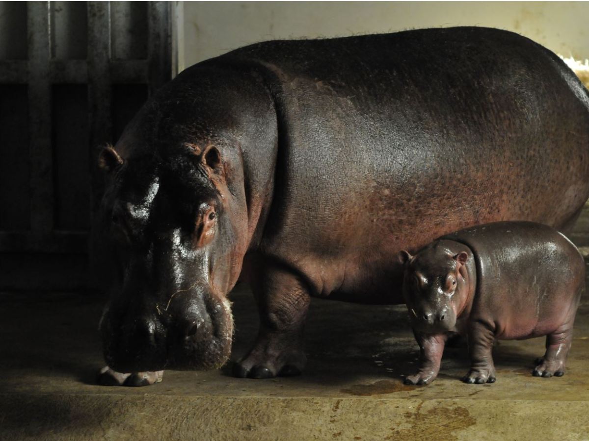Naissance d’un hippopotame au Zoo African Safari